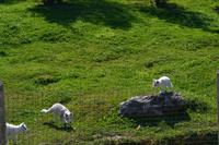 Wildlife Safari im Parc Omega - Polarfüchse