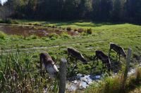 Wildlife Safari im Parc Omega - Caribous