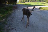 Wildlife Safari im Parc Omega