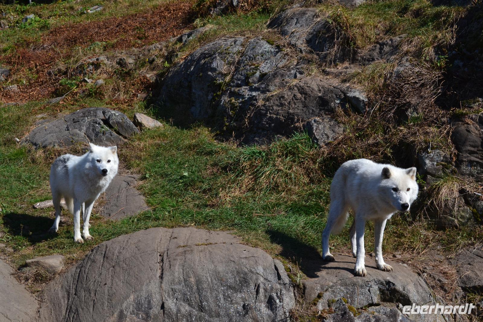 Wildlife Safari im Parc Omega