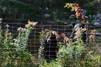 Wildlife Safari im Parc Omega - Schwarzbären
