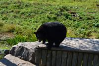 Wildlife Safari im Parc Omega - Schwarzbären