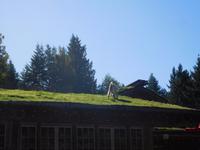 Da ist eine Ziege auf dem Dach