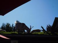 Da sind drei Ziegen auf dem Dach