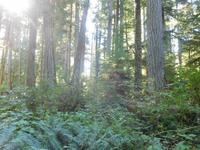 Urwald auf Vancouver Island