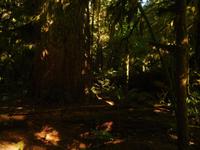 Urwald Cathedral Cove