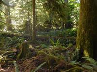 Urwald auf Vancouver Island