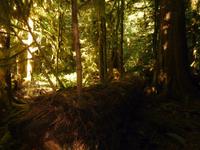 Urwald auf Vancouver Island