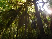 Urwald auf Vancouver Island