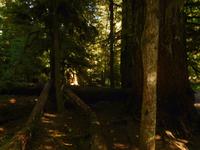 Urwald auf Vancouver Island