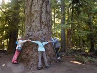 Baumriesen in Kanada