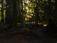 Urwald auf Vancouver Island