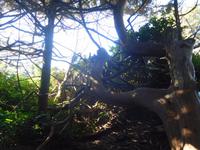 Wild Pacific Trail Vancouver Island