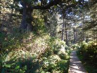 Waldweg auf Vancouver Island