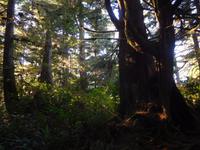Urwald auf Vancouver Island
