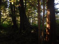 Urwald auf Vancouver Island