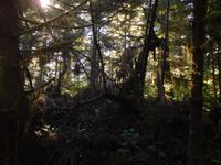 Urwald auf Vancouver Island