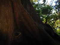 Sieht das nicht aus wie eine Hand? - Urwald Vancouver Island