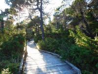 Bog Way Vancouver Island