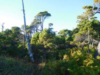 ganz andere Vegetation