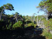 natürliche Bonsai auf Vancouver Island