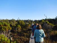Spaziergang durch den kleinen Wald