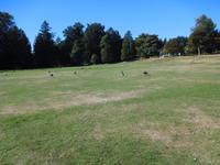 Kanadagänse im Park