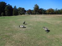 Kanadagänse im Park