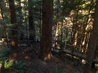 Capilano Suspension Park