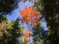 148 Algonquin Park