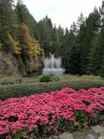 Butchart Gardens
