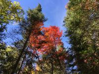 149 Algonquin Park