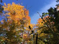 152 Algonquin Park