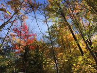 153 Algonquin Park