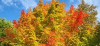 157 Indian Summer