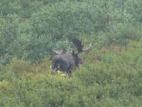 16. Tag Denali-Nationalpark (61)