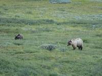 16. Tag Denali-Nationalpark (77)