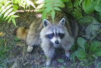 Waschbär am Mont Royal