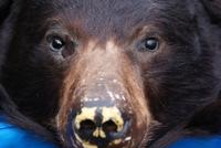 Schwarzbärpräparat