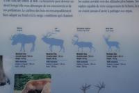 Wild in den Rocky Mountains