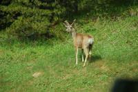 Wildbeobachtungen in den Rockies