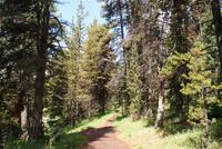 Wanderung am Maligne Lake
