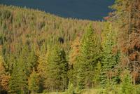 kein Indian Summer-dafür der Borkenkäfer