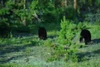 zwei Schwarzbären gesichtet