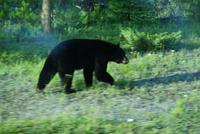 Schwarbär auf der Futtersuche