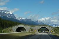Unterwegs auf dem Transcanada Highway-reisen mit Aussicht