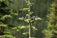 Tannenzapfen am Wegesrand