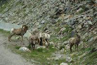 Big Horn Sheeps-Dickhornschafe entlang des Weges