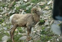 Big Horn Sheeps-Dickhornschafe entlang des Weges