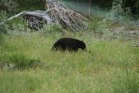 ein Schwarzbär entlang des Weges